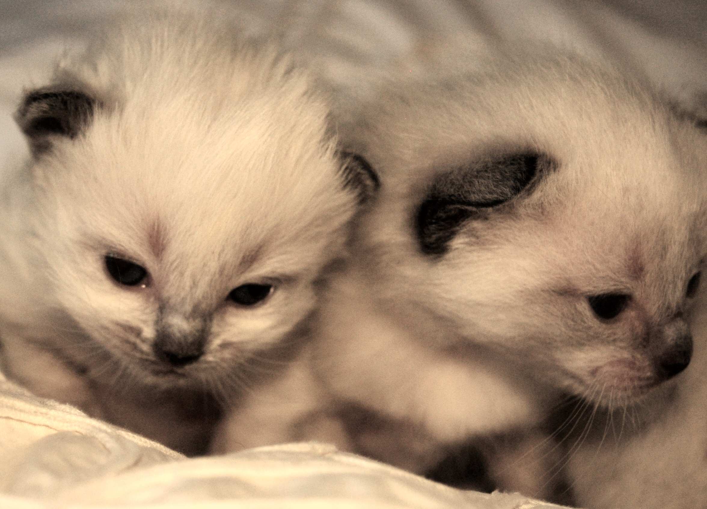 new kittens