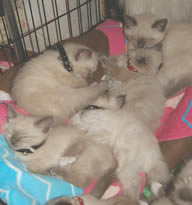 ragdoll kittens